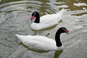 Cygnus melancoryphus