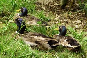 Heteronetta atricapilla