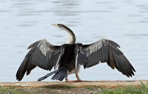 Anhinga novaehollandiae