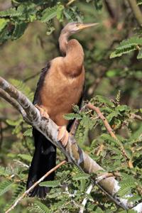 Anhinga rufa