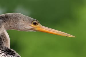 Anhinga anhinga