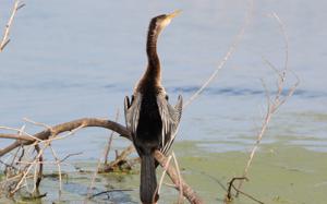 Anhinga anhinga