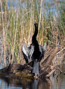 Anhinga anhinga