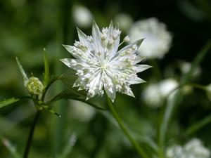 Astrantia minor