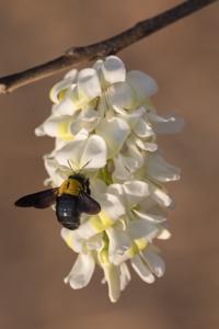 Xylocopa aestuans