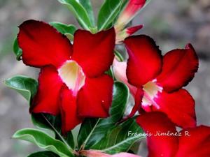Adenium obesum