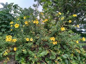 Allamanda cathartica