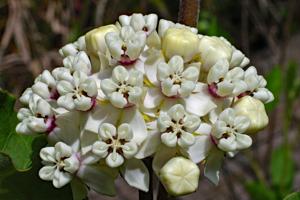 Asclepias variegata