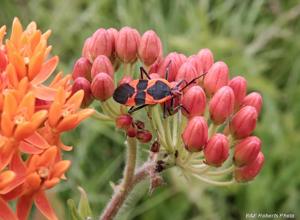 Asclepias tuberosa
