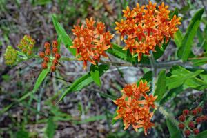 Asclepias tuberosa