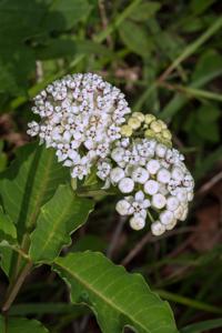Asclepias variegata