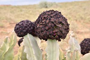 Caralluma retrospiciens