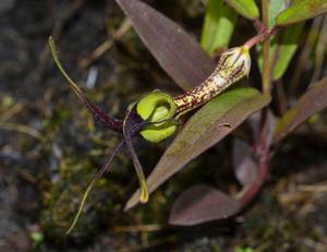 Ceropegia cochleata