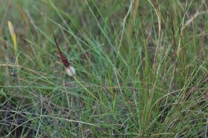 Ceropegia thailandica