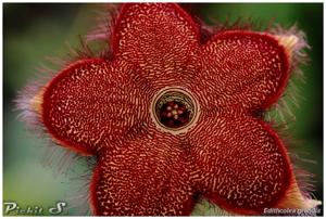 Edithcolea grandis