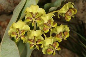 Gomphocarpus glaucophyllus