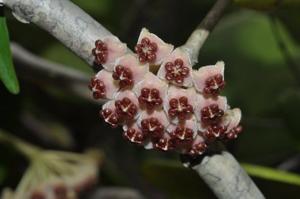 Hoya kerrii