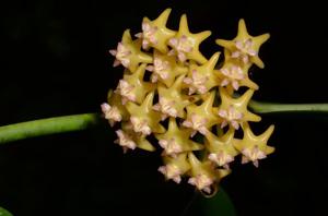 Hoya fusca