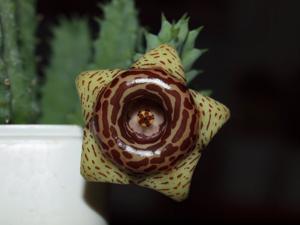 Huernia zebrina subsp. insigniflora
