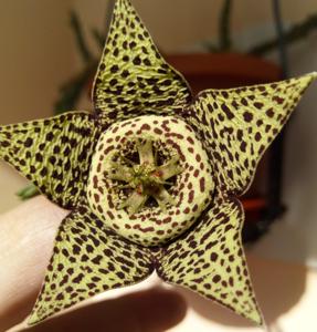 Orbea variegata