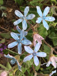 Oxypetalum coeruleum