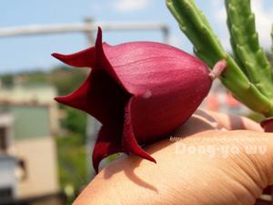 Stapelia leendertziae