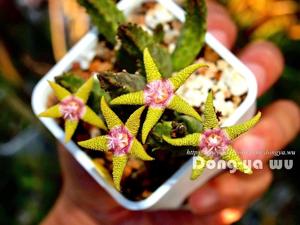 Stapelia flavopurpurea