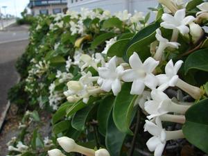 Stephanotis floribunda