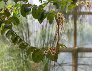 Strophanthus preussii