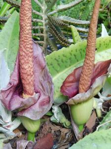 Amorphophallus henryi