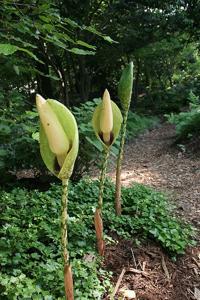 Amorphophallus dunnii