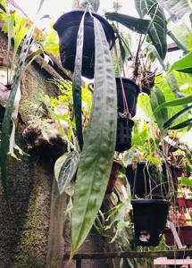 Anthurium wendlingeri