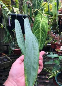 Anthurium wendlingeri