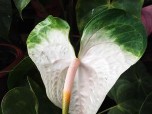 Anthurium andraeanum