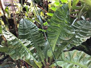 Anthurium reflexinervium