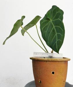 Anthurium magnificum