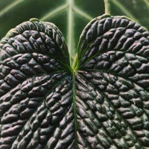 Anthurium splendidum