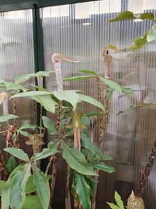 Arisaema nepenthoides