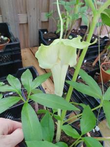 Arisaema thunbergii subsp. urashima