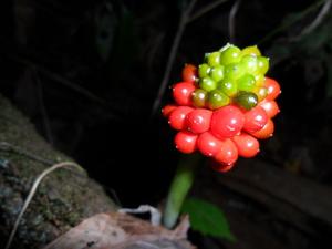 Arisaema triphyllum