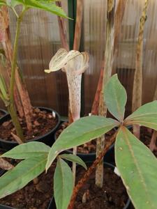 Arisaema nepenthoides