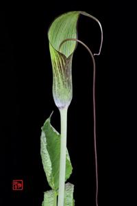 Arisaema intermedium