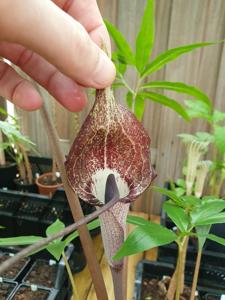Arisaema thunbergii subsp. urashima