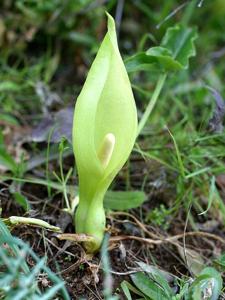Arum italicum