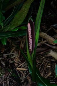 Asterostigma lombardii