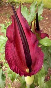 Dracunculus vulgaris