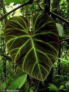 Philodendron verrucosum