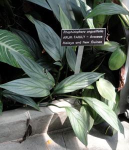 Rhaphidophora sylvestris