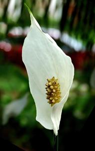 Spathiphyllum cochlearispathum