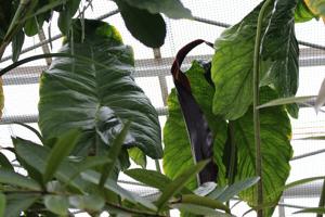 Urospatha sagittifolia